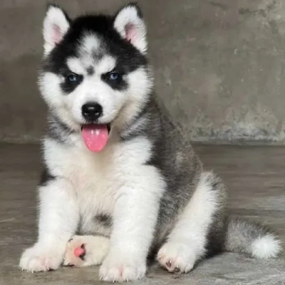 Siberian Husky puppies for sale in Gurgaon