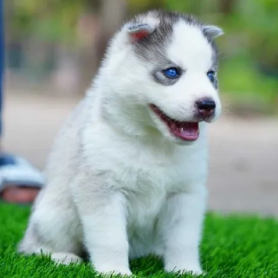 Siberian Husky puppies for sale in Visakhapatnam