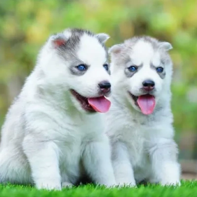 Siberian Husky puppies for sale in Visakhapatnam