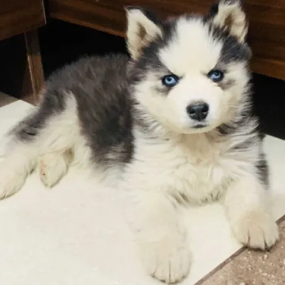 Siberian Husky puppies for sale in Gurgaon