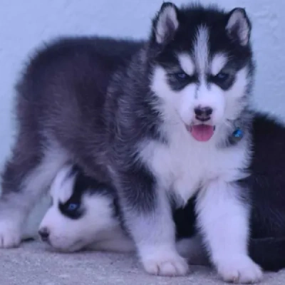 Siberian Husky puppies for sale in Kota