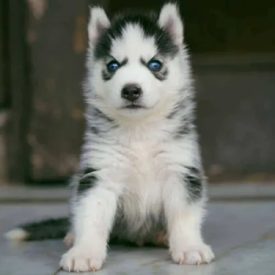 Siberian Husky puppies for sale in Visakhapatnam