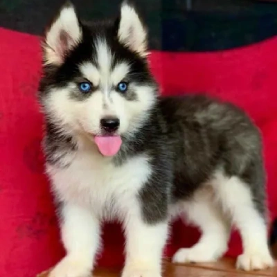 Siberian Husky puppies for sale in Kota