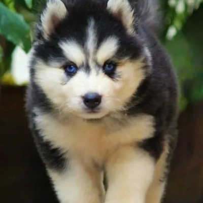 Siberian Husky puppies for sale in Udaipur