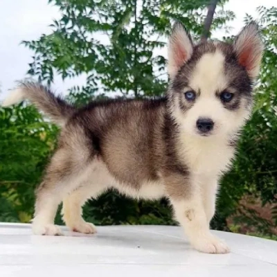 Siberian Husky puppies for sale in Udaipur