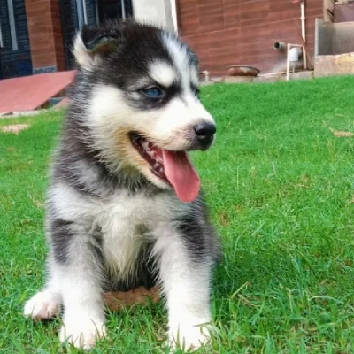 Siberian Husky puppies for sale in Visakhapatnam