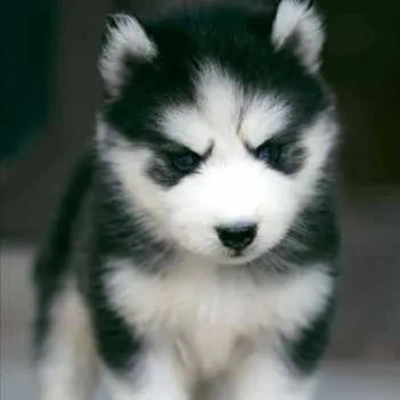 Siberian Husky puppies for sale in Visakhapatnam