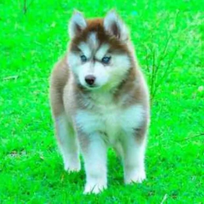 Siberian Husky puppies for sale in Gurgaon