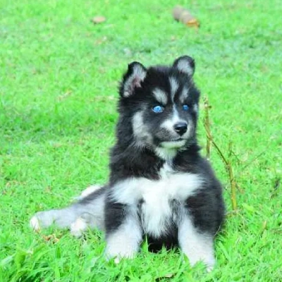 Siberian Husky puppies for sale in Gurgaon