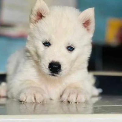 Siberian Husky puppies for sale in Kota