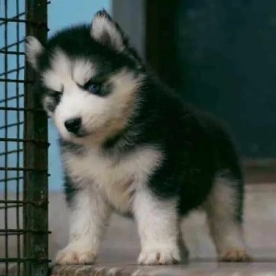 Siberian Husky puppies for sale in Kota