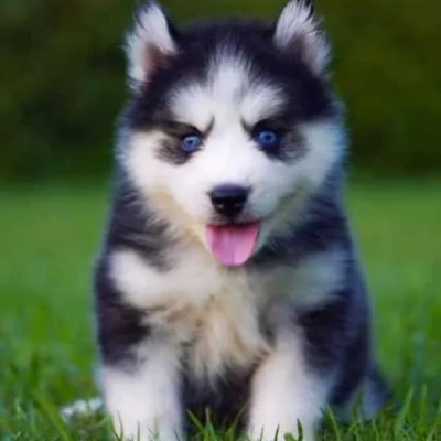 Siberian Husky puppies for sale in Kota