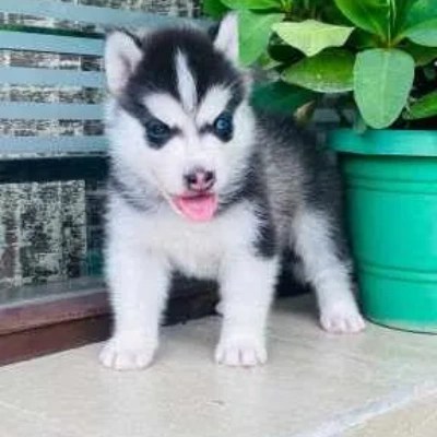 Siberian Husky puppies for sale in Gurgaon