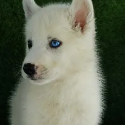 Siberian Husky puppies for sale in Visakhapatnam