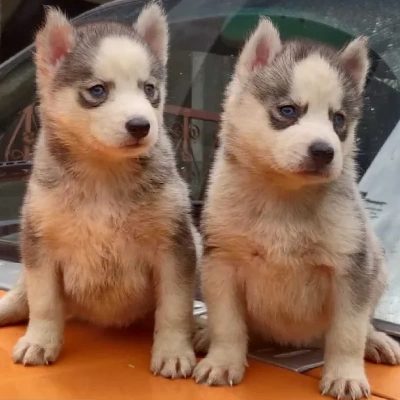 Siberian Husky puppies for sale in Udaipur