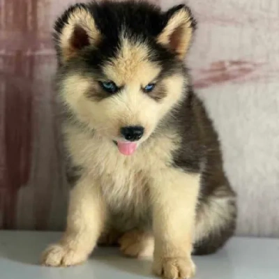 Siberian Husky puppies for sale in Jodhpur