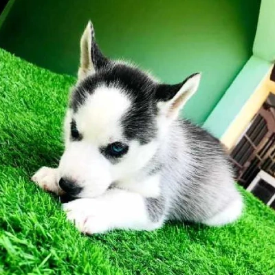 Siberian Husky puppies for sale in Udaipur