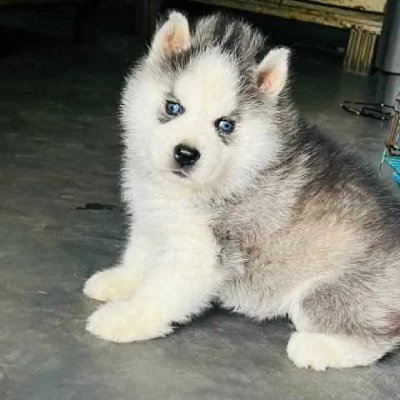 Siberian Husky puppies for sale in Gurgaon