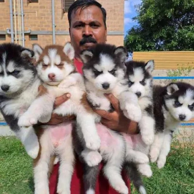 Siberian Husky puppies for sale in Jodhpur