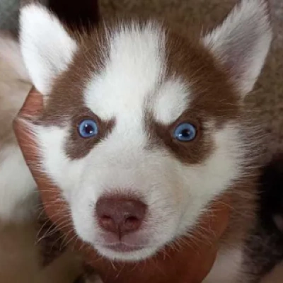 Siberian Husky puppies for sale in Visakhapatnam