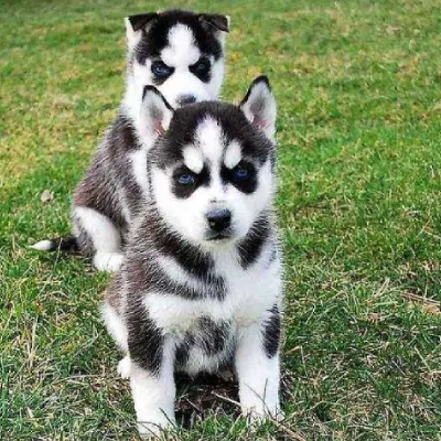 Siberian Husky puppies for sale in Udaipur