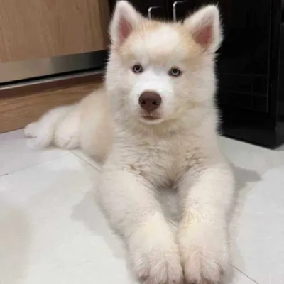 Siberian Husky puppies for sale in Jodhpur