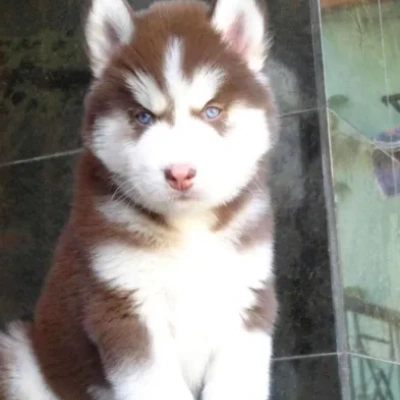 Siberian Husky puppies for sale in Gurgaon