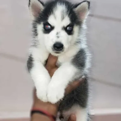 Siberian Husky puppies for sale in Kota