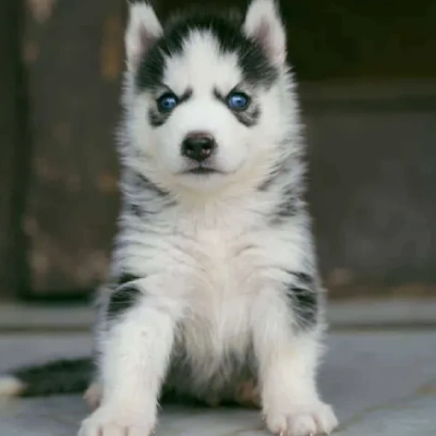 Siberian Husky puppies for sale in Gurgaon