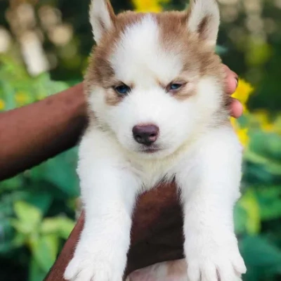 Siberian Husky puppies for sale in Udaipur