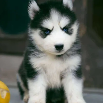 Siberian Husky puppies for sale in Gurgaon