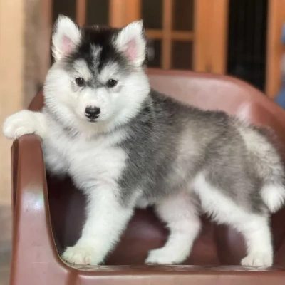 Siberian Husky puppies for sale in Kota