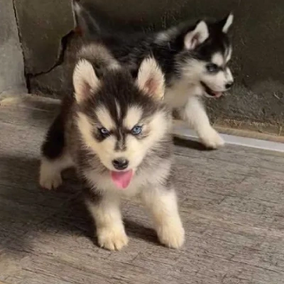 Siberian Husky puppies for sale in Kota