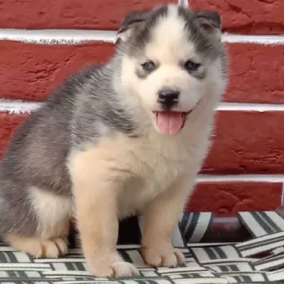 Siberian Husky puppies for sale in Kota