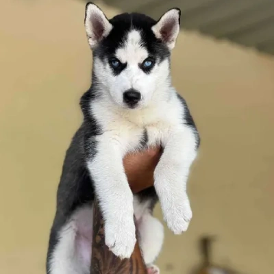 Siberian Husky puppies for sale in Bikaner