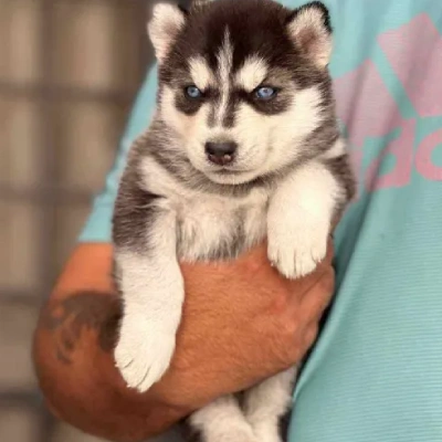 Siberian Husky puppies for sale in Bikaner