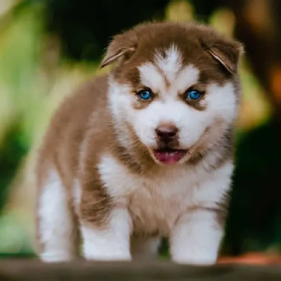 Siberian Husky puppies for sale in Gurgaon