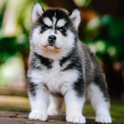 Siberian Husky puppies for sale in Bikaner