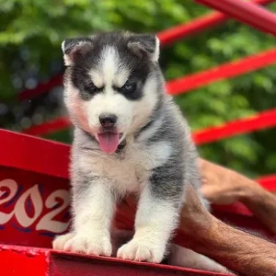 Siberian Husky puppies for sale in Bikaner