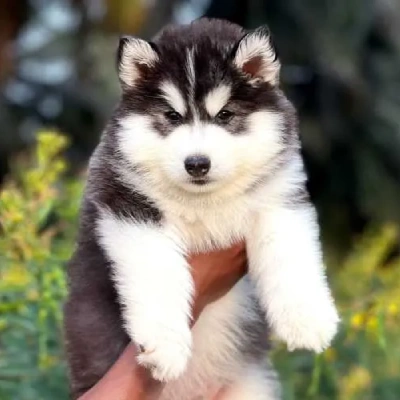 Siberian Husky puppies for sale in Udaipur