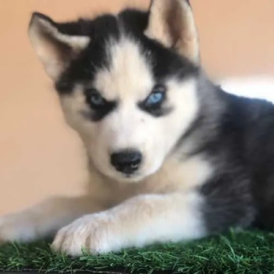 Siberian Husky puppies for sale in Ajmer