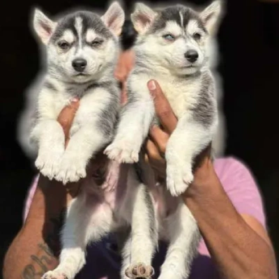 Siberian Husky puppies for sale in Udaipur