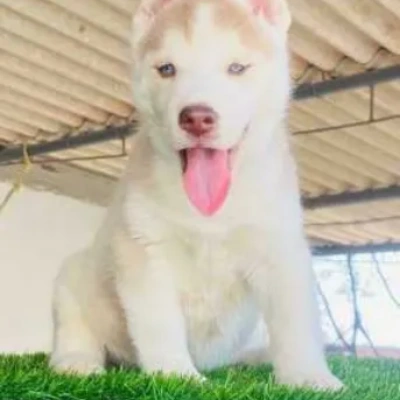 Siberian Husky puppies for sale in Udaipur