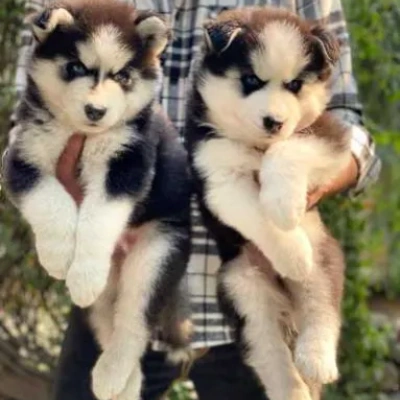 Siberian Husky puppies for sale in Gurgaon