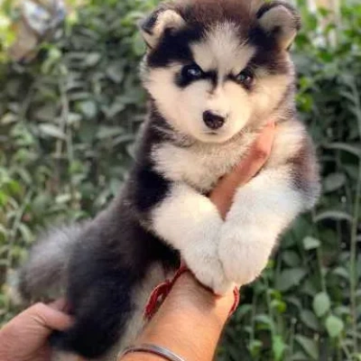 Siberian Husky puppies for sale in Gurgaon