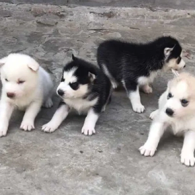 Siberian Husky puppies for sale in Gurgaon