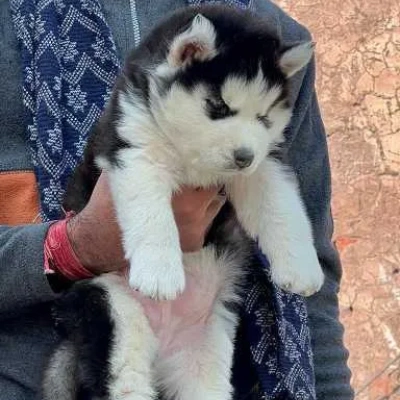 Siberian Husky puppies for sale in Bikaner