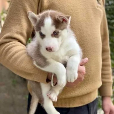 Siberian Husky puppies for sale in Visakhapatnam