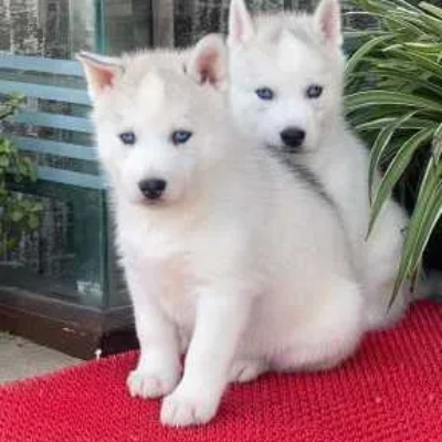 Siberian Husky puppies for sale in Gurgaon