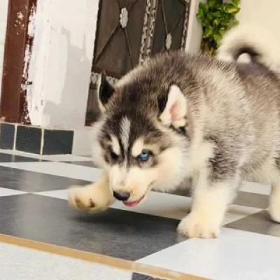 Siberian Husky puppies for sale in Kota